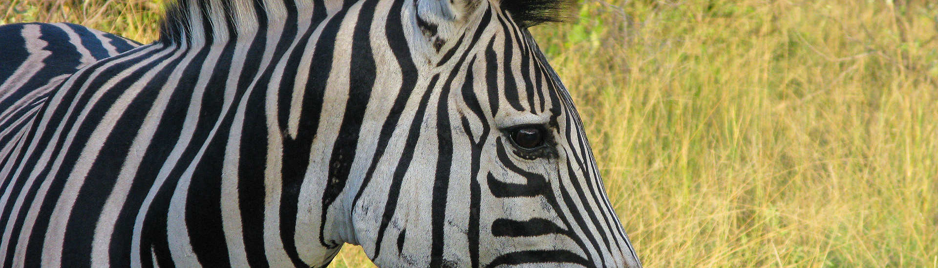 Zebra im Kruger Nationalpark – Südafrika 