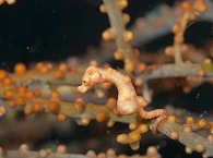 Denise Zwergseepferdchen (Hippocampus denise) · Tauchen in Raja Ampat 